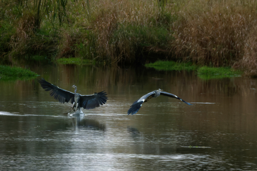 Grey Heron