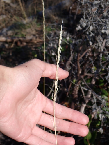 Graphephorum canescens observed 2026-09-19
