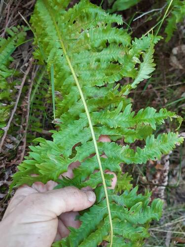 Fishbone water-fern