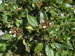 Viburnum tinus