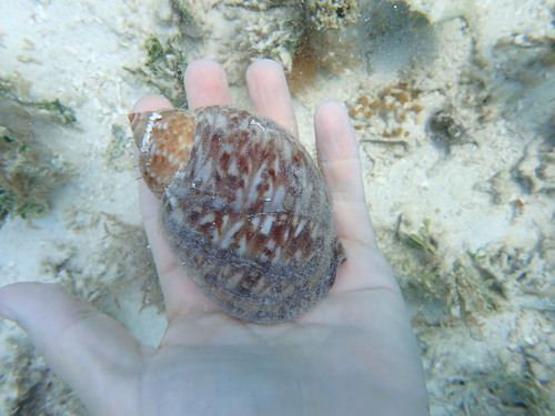 Tonna pennata observed 2026-09-18
