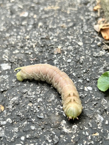 Elm Sphinx