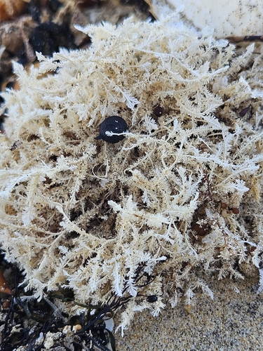 Jania rosea observed 2026-09-20
