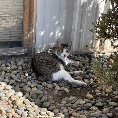 Domestic Cat