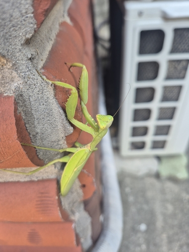 Giant Asian Mantis