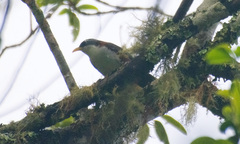 Pomatorhinus montanus