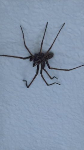 Giant House Spider