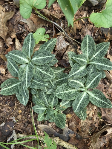 downy rattlesnake plantain