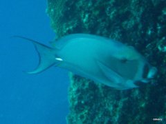 Acanthurus leucocheilus