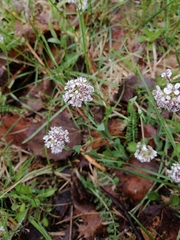 Noccaea caerulescens