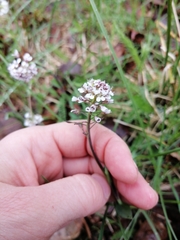 Noccaea caerulescens