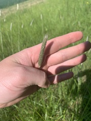 Alopecurus geniculatus