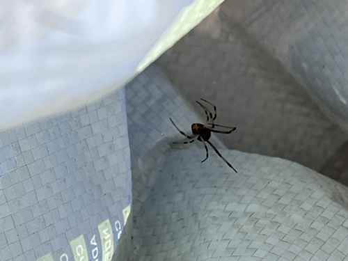 Brown Widow