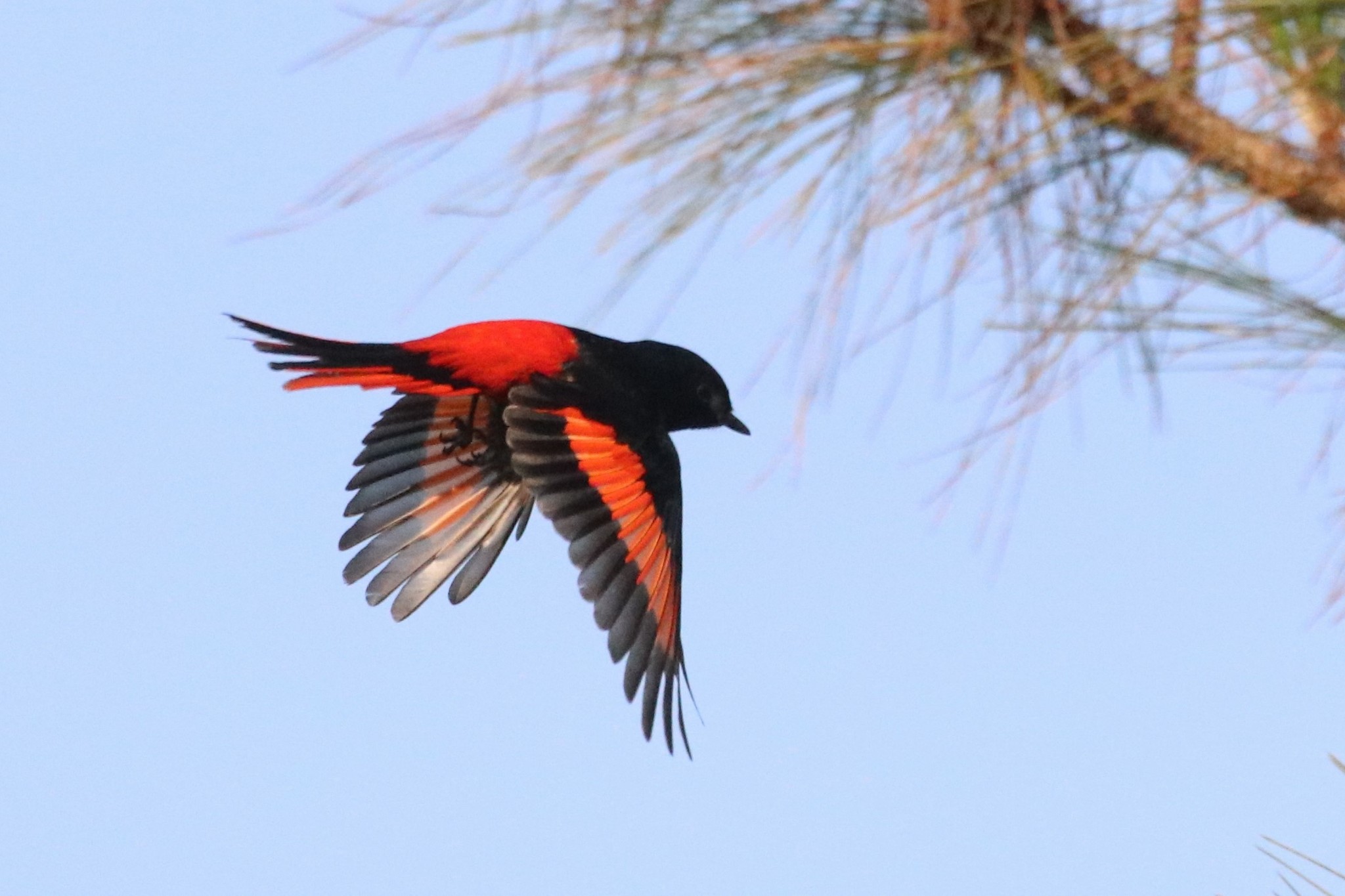 Short-billed Minivet
