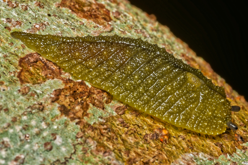 Athoracophorus, 2026-09-18