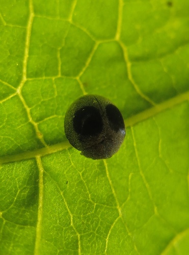 Azya orbigera, 2026-09-19