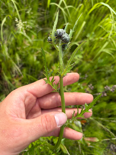 Cirsium muticum, photograph 1