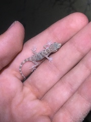 Bunopus tuberculatus