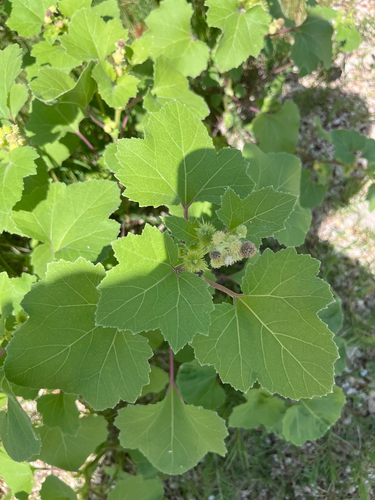 rough cocklebur