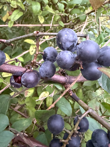 Vitis labrusca observed 2026-09-19