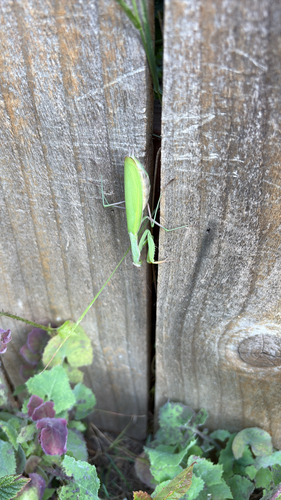 European Mantis