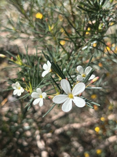 Wedding Bush