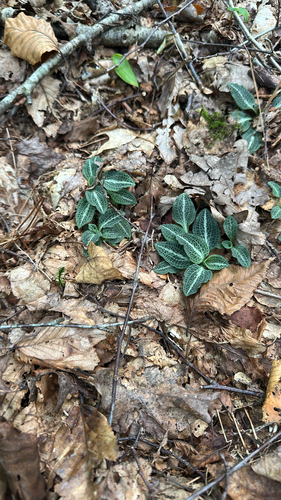 downy rattlesnake plantain