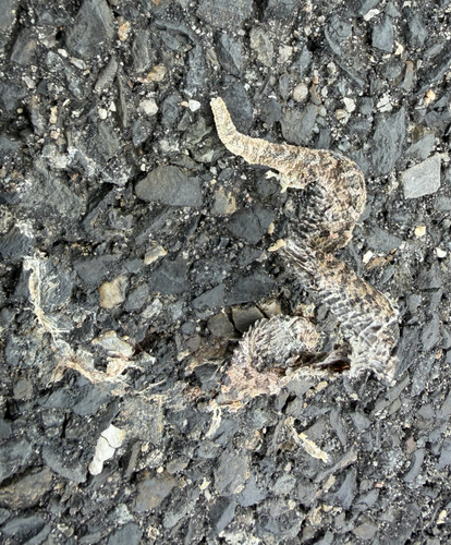 Eastern Hognose Snake