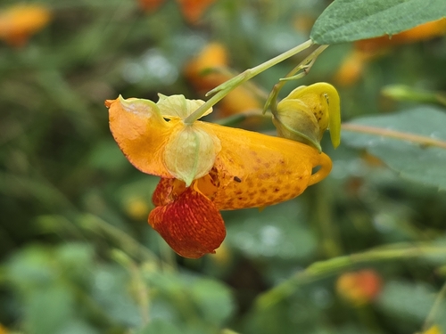 common jewelweed