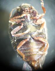 Simplocaria semistriata