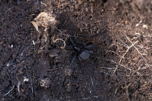 Gnaphosa