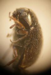 Simplocaria semistriata