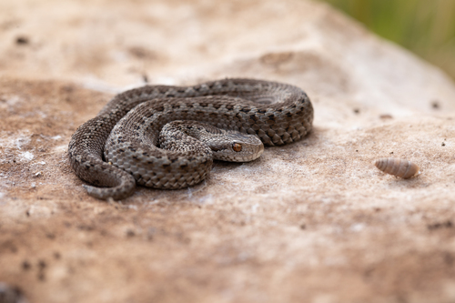 Meadow Viper