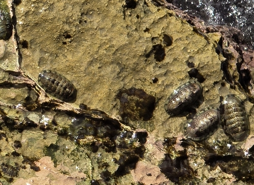 Chiton marmoratus observed 2026-09-09