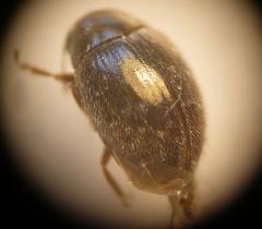 Simplocaria semistriata