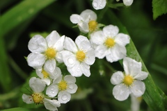 Fragaria viridis