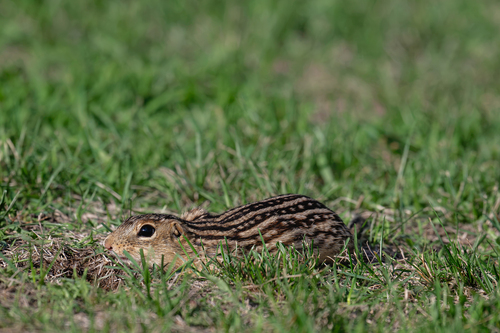 Thirteen-lined Ground Squirrel