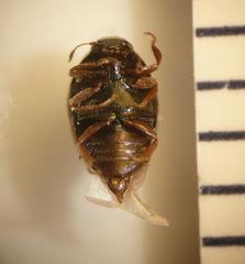Simplocaria semistriata