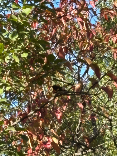 American Redstart