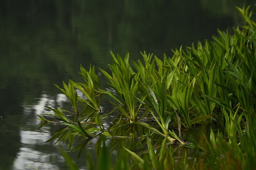 Hanguana malayana observed 2026-09-03