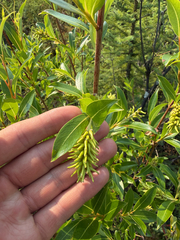 Salix serissima, photograph (c) Dustin Snider, some rights reserved (CC BY)
