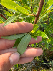 Salix serissima, photograph (c) Dustin Snider, some rights reserved (CC BY)
