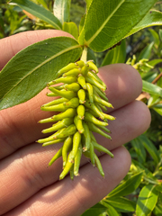 Salix serissima