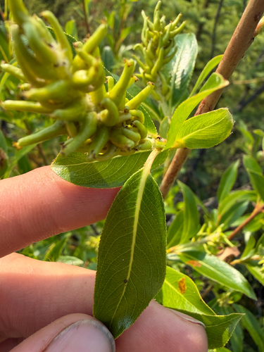 Salix serissima, photograph 4