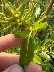 Salix serissima, photograph (c) Dustin Snider, some rights reserved (CC BY)