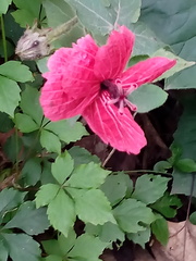 Hibiscus uncinellus