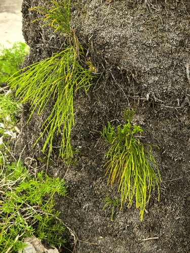 skeleton fork fern
