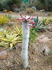 Cleistocactus strausii
