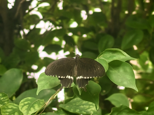 Common Mormon Swallowtail