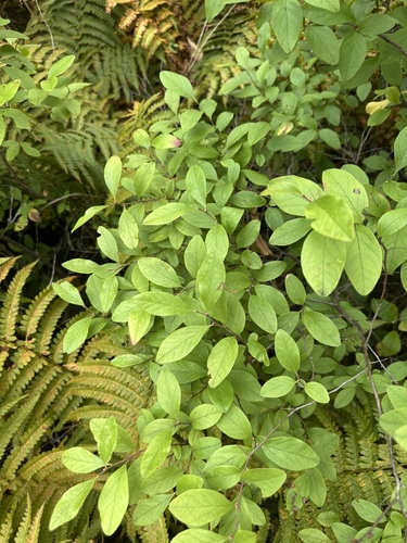 Gaylussacia baccata